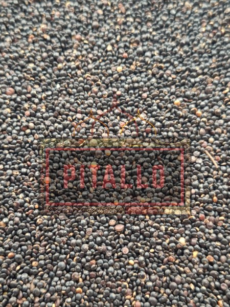 KOMOSA RYŻOWA CZARNA LUZ QUINOA